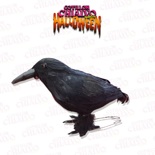 Cuervo De Plumas